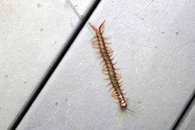 Yerde kahverengi kırkayak veya taş kırkayak (Lithobius forficatus) bulunur..
