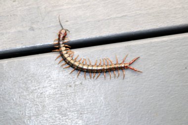Yerde kahverengi kırkayak veya taş kırkayak (Lithobius forficatus) bulunur..