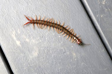 Yerde kahverengi kırkayak veya taş kırkayak (Lithobius forficatus) bulunur..