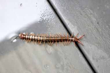 Yerde kahverengi kırkayak veya taş kırkayak (Lithobius forficatus) bulunur..