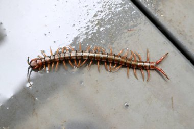 Yerde kahverengi kırkayak veya taş kırkayak (Lithobius forficatus) bulunur..