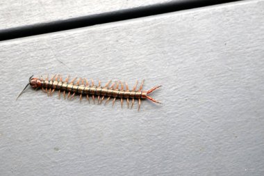 Yerde kahverengi kırkayak veya taş kırkayak (Lithobius forficatus) bulunur..