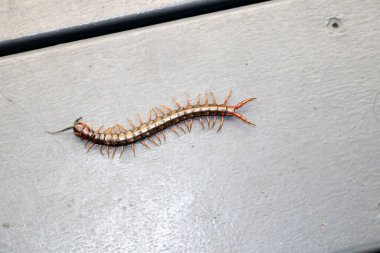 Yerde kahverengi kırkayak veya taş kırkayak (Lithobius forficatus) bulunur..