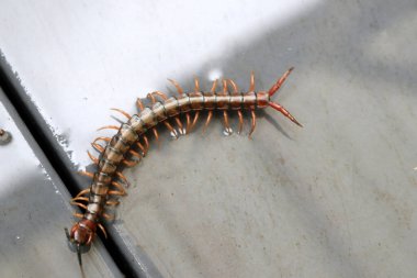 Yerde kahverengi kırkayak veya taş kırkayak (Lithobius forficatus) bulunur..