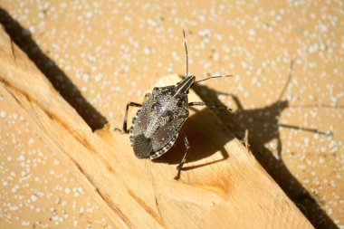 Kahverengi ve beyaz desenli kahverengi kokulu böcek (Halyomorpha halys).