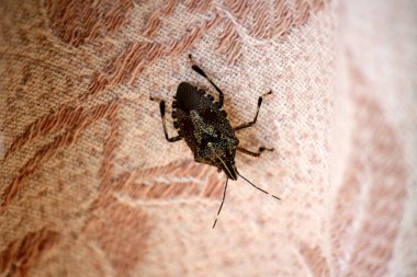 Kahverengi ve beyaz desenli kahverengi kokulu böcek (Halyomorpha halys).