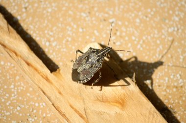 Kahverengi ve beyaz desenli kahverengi kokulu böcek (Halyomorpha halys).