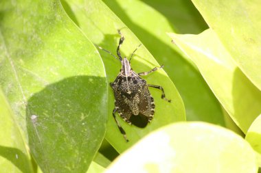 Kahverengi ve beyaz desenli kahverengi kokulu böcek (Halyomorpha halys).