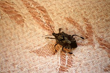 Kahverengi ve beyaz desenli kahverengi kokulu böcek (Halyomorpha halys).