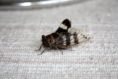 Ağustosböceği (Platypleura octoguttata) tel örgüsü üzerine.
