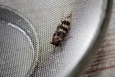 Ağustosböceği (Platypleura octoguttata) tel örgüsü üzerine.