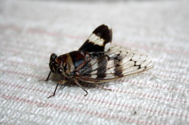 Ağustosböceği (Platypleura octoguttata) tel örgüsü üzerine.