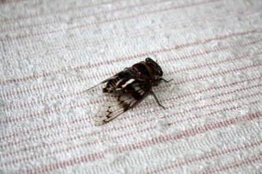 Ağustosböceği (Platypleura octoguttata) tel örgüsü üzerine.