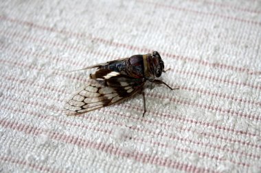 Ağustosböceği (Platypleura octoguttata) tel örgüsü üzerine.