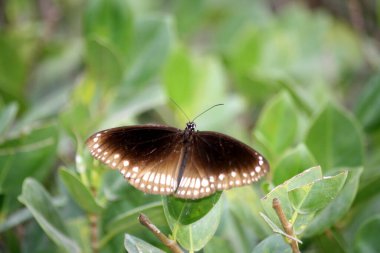 Bitki yapraklarının üzerinde oturan karga kelebeği (Euploea çekirdeği).