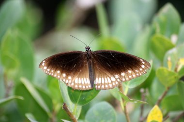 Bitki yapraklarının üzerinde oturan karga kelebeği (Euploea çekirdeği).