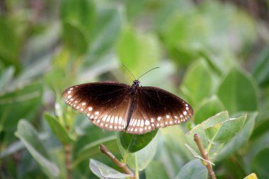 Bitki yapraklarının üzerinde oturan karga kelebeği (Euploea çekirdeği).