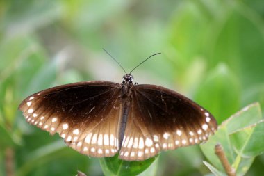Bitki yapraklarının üzerinde oturan karga kelebeği (Euploea çekirdeği).