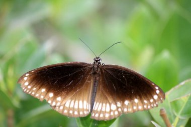 Bitki yapraklarının üzerinde oturan karga kelebeği (Euploea çekirdeği).