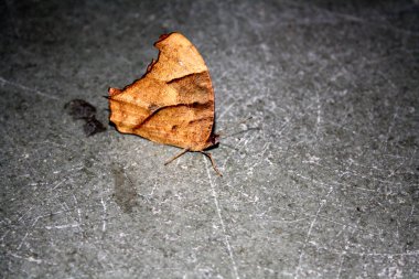 Genel akşam kahverengi kelebeği (Melanitis leda) kurak mevsim formunda.