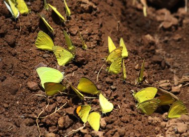 Yaygın ot sarı kelebekleri (Eurema hekabe) suyu ve topraktan besinleri emer..