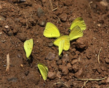 Yaygın ot sarı kelebekleri (Eurema hekabe) suyu ve topraktan besinleri emer..