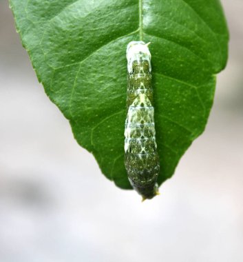 Yaygın Mormon Kelebeği (Papilio polytes) 4. aşamada tırtıl.