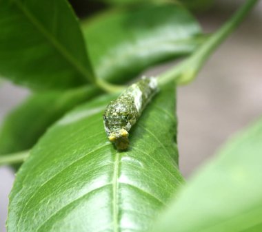 Yaygın Mormon Kelebeği (Papilio polytes) 4. aşamada tırtıl.