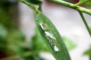 Yaygın Mormon Kelebeği (Papilio polytes) 4. aşamada tırtıl.