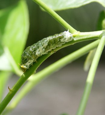 Yaygın Mormon Kelebeği (Papilio polytes) 4. aşamada tırtıl.