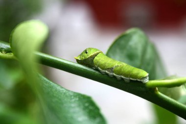 Mormon Kelebeği (Papilio polipilleri) 5. ve son aşamada tırtıl.
