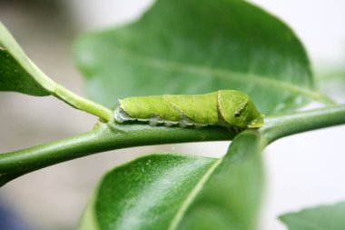 Mormon Kelebeği (Papilio polipilleri) 5. ve son aşamada tırtıl.