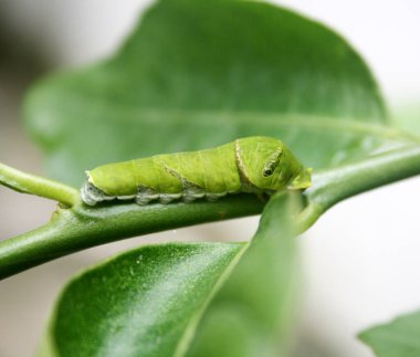 Mormon Kelebeği (Papilio polipilleri) 5. ve son aşamada tırtıl.