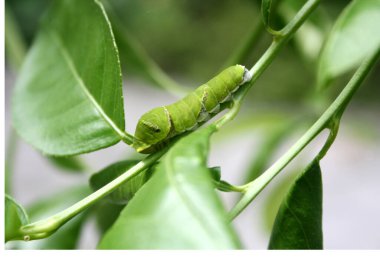 Mormon Kelebeği (Papilio polipilleri) 5. ve son aşamada tırtıl.