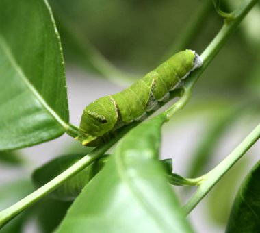 Mormon Kelebeği (Papilio polipilleri) 5. ve son aşamada tırtıl.
