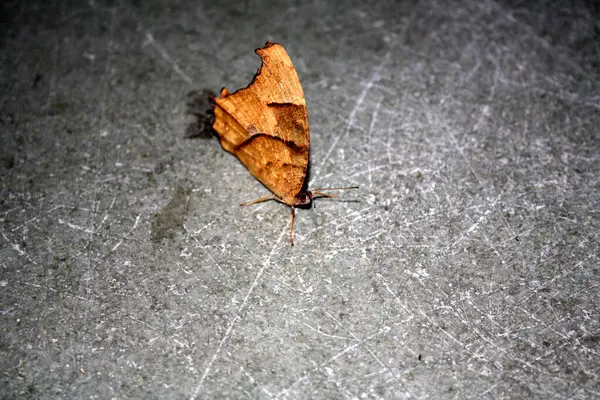 Genel akşam kahverengi kelebeği (Melanitis leda) kurak mevsim formunda.