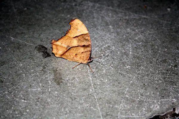 Genel akşam kahverengi kelebeği (Melanitis leda) kurak mevsim formunda.