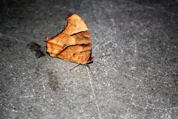 Genel akşam kahverengi kelebeği (Melanitis leda) kurak mevsim formunda.