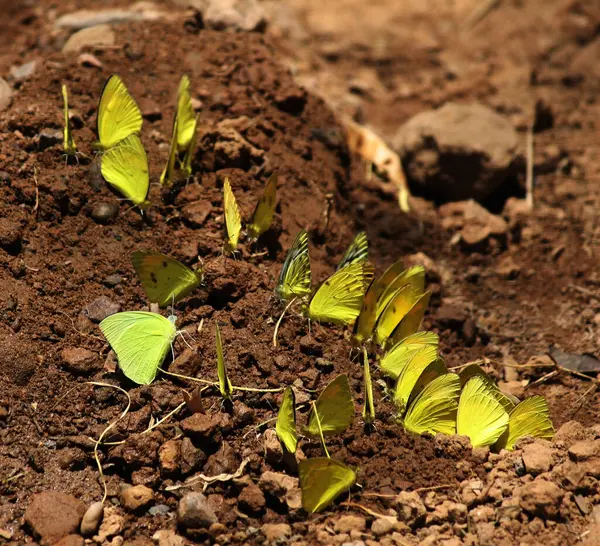 Yaygın ot sarı kelebekleri (Eurema hekabe) suyu ve topraktan besinleri emer..