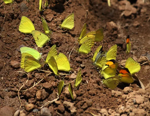 Yaygın ot sarı kelebekleri (Eurema hekabe) suyu ve topraktan besinleri emer..