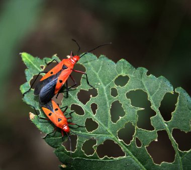 Yaygın Kızıl Pamuk böcekleri (Dysdercus cingulatus) bir yaprak üzerinde çiftleşirler.