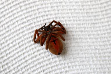 Yerde yatan ölü Topluluk Avcısı (Delena Cancerides).