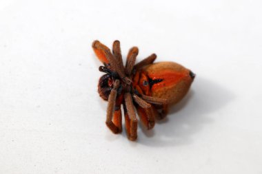 Yerde yatan ölü Topluluk Avcısı (Delena Cancerides).