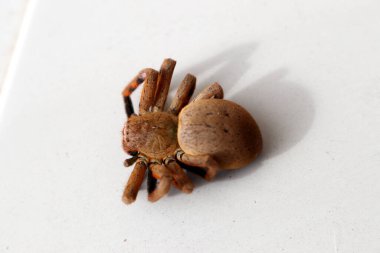 Yerde yatan ölü Topluluk Avcısı (Delena Cancerides).