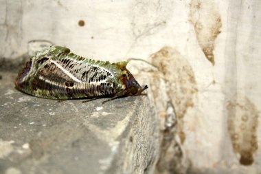 Nokta-kanat güvesi (Eudocima materna) dinlenme konumunda.