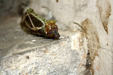 Nokta-kanat güvesi (Eudocima materna) dinlenme konumunda.