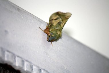 Nokta-kanat güvesi (Eudocima materna) dinlenme konumunda.