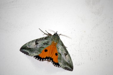 Kanatları açık olan nokta altı güvesi (Eudocima materna).