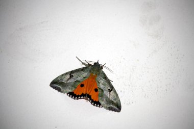 Kanatları açık olan nokta altı güvesi (Eudocima materna).