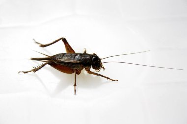 Dişi Emma Field Cricket (Teleogryllus emma), iki cerci arasında karın arkasında sivri uçlu bir uzantı (Ovipositor) ile.